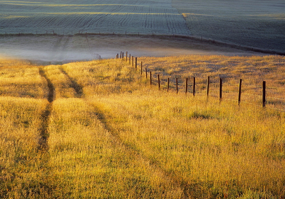 Fenceline in Cropland, near Bottrel, Alberta, Canada