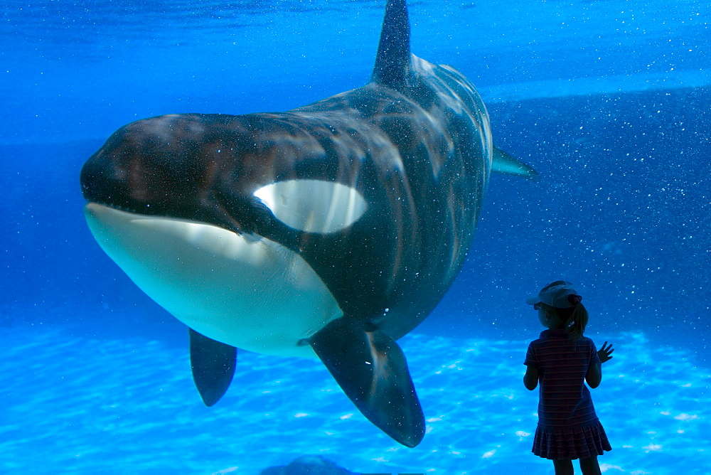 Little Girl and Killer Whale at a Marine Park, Ontario, Canada