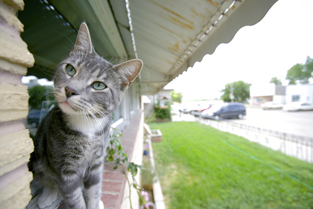 Cat on a Window Sill