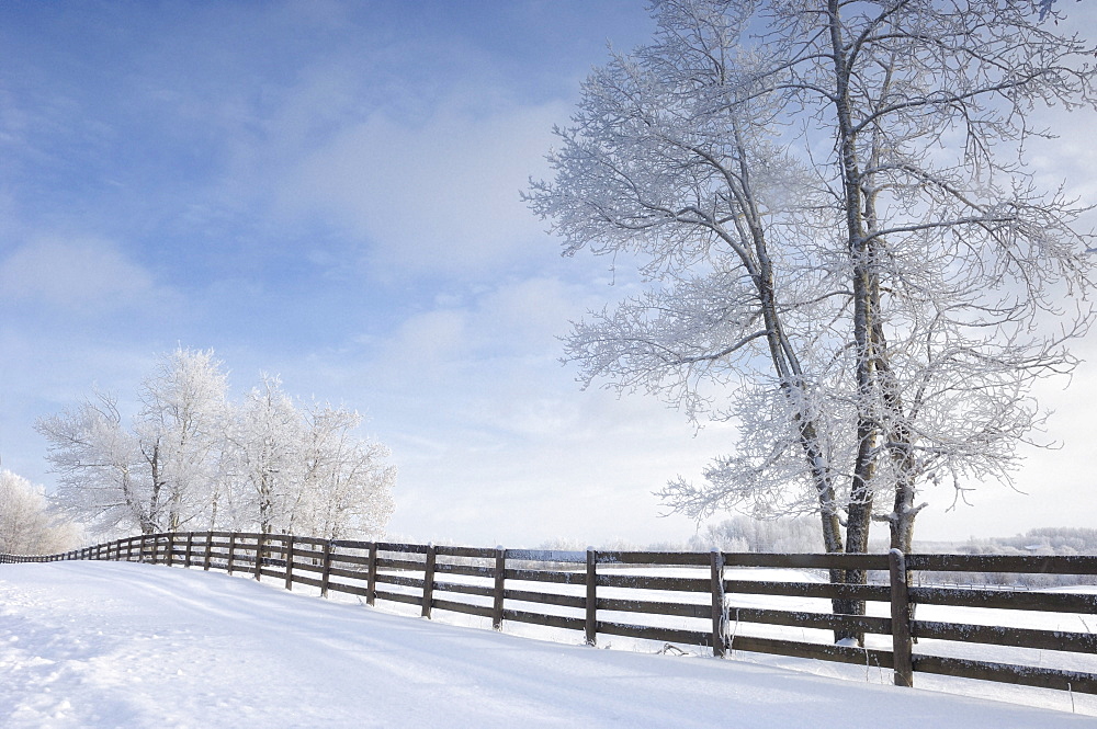 Fresh snowfall and frosted trees in winter, Strathcona County, Alberta