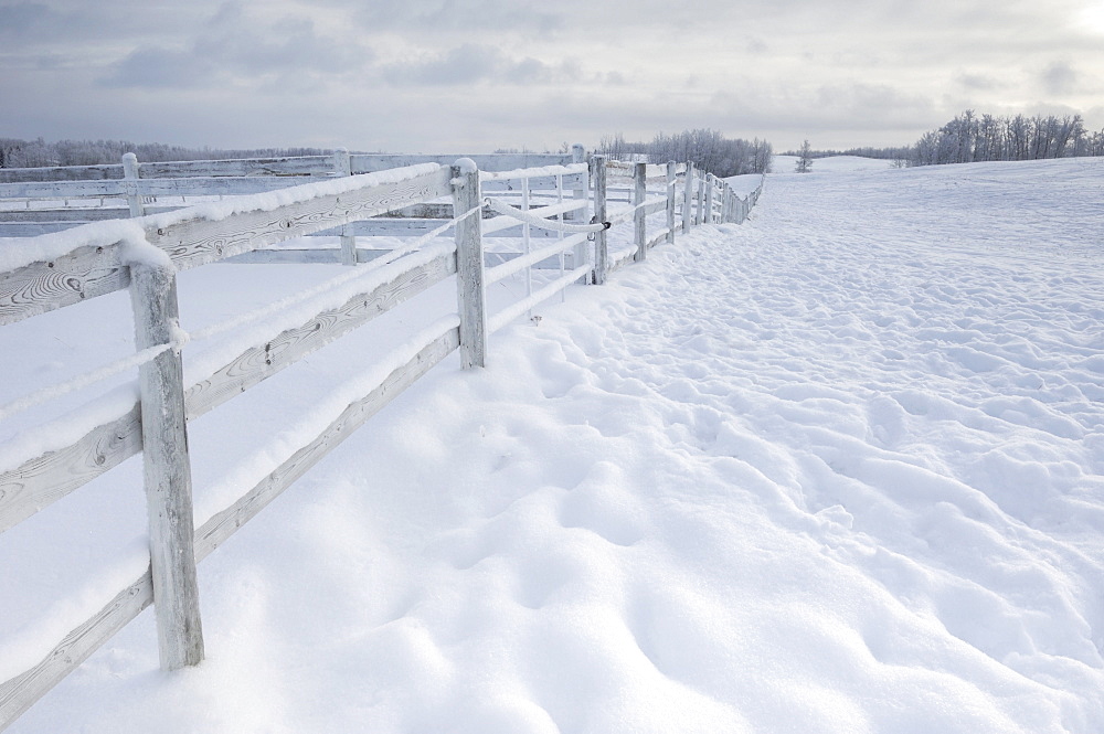 Fence in winter, Strathcona County, Alberta