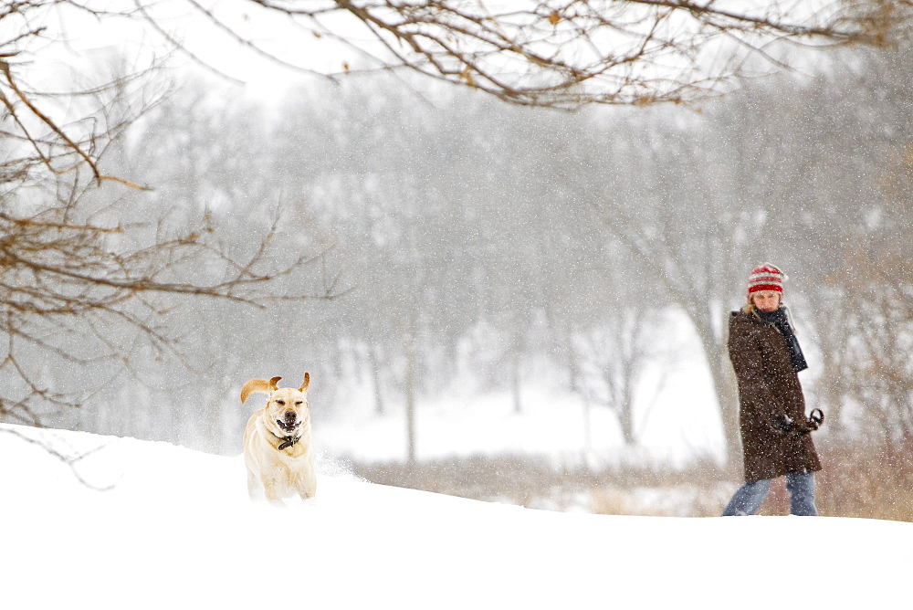 Woman walking Yellow Labrador Retriever on snowy winter day, Sturgeon Creek, Winnipeg, Manitoba