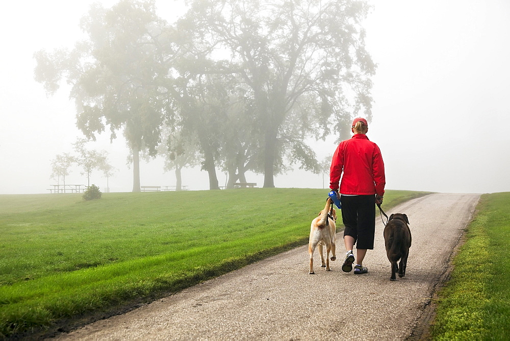 Woman walking two Labrador Retrievers through Assiniboine park on foggy morning, Winnipeg, Manitoba