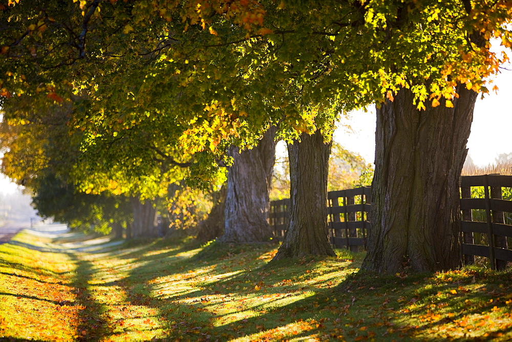 Line of maple trees along rural road in morning light, Bradford, Ontario