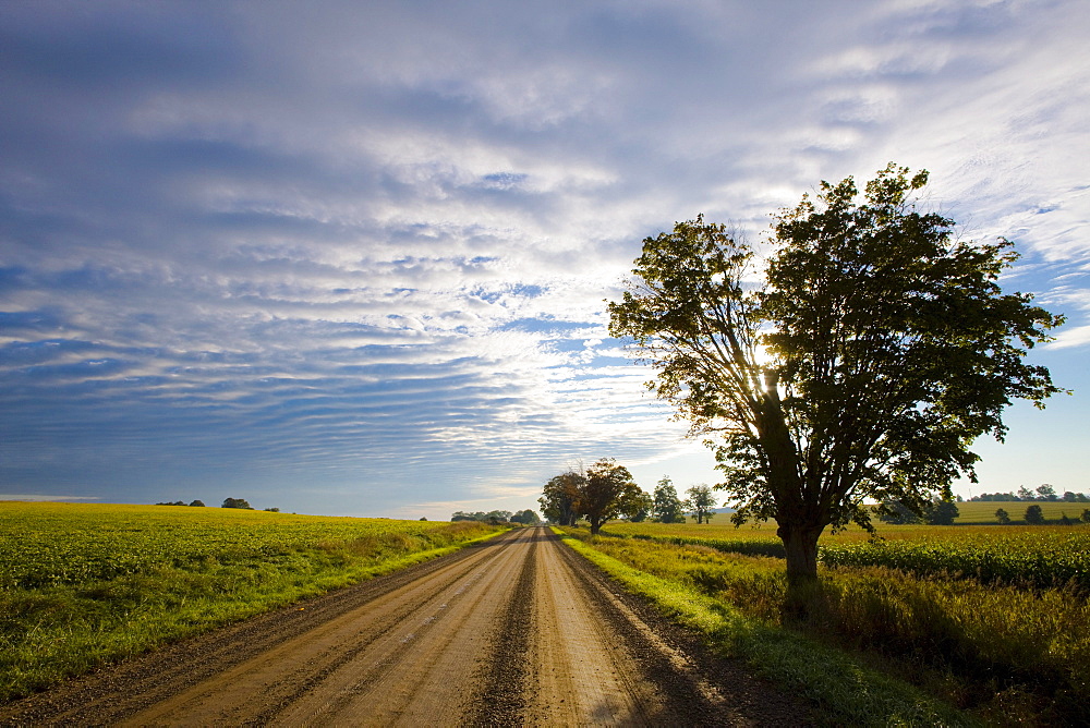 Rural road with corn and bean fields on either side in early morning, Bradford, Ontario