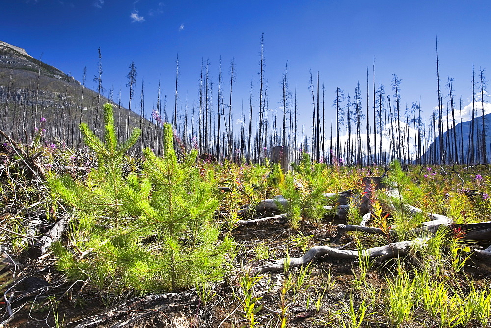 Forest renewal after 2003 Kootenay Wildfires, Marble Canyon, Kootenay National Park, British Columbia