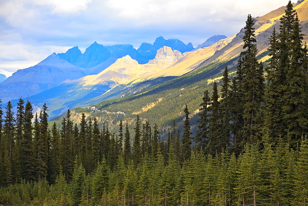 Lodgepole Pine forest and Rocky Mountains, viewed from Icefields Parkway, Jasper National Park, Alberta