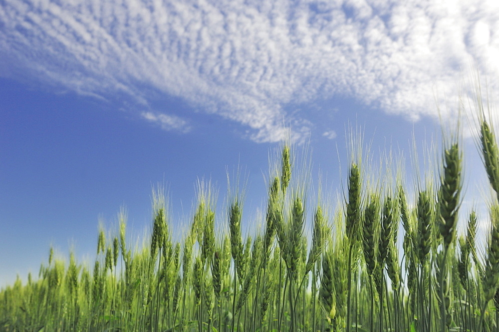 Green crops Northwest of Edmonton, Alberta