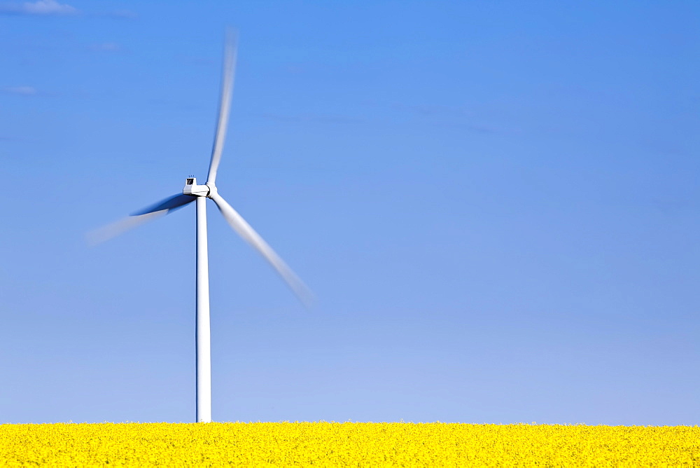 Wind Turbine and Canola Field, St. Leon, Manitoba