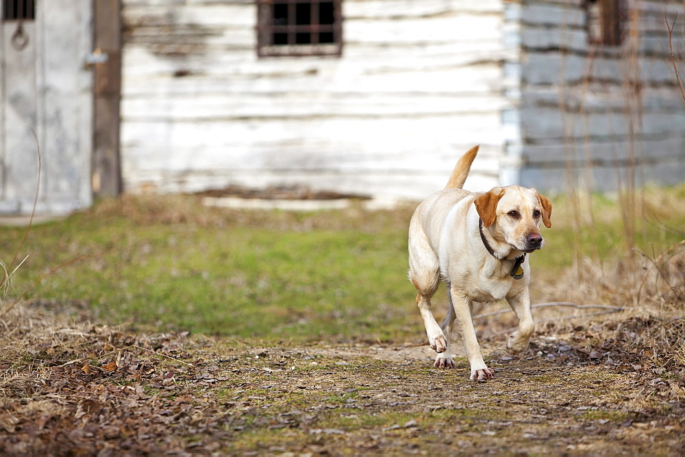 Male Yellow Labrador Retriever in front of depression era farmhouse, Kudlowich homestead, Birds Hill Provincial Park, Manitoba