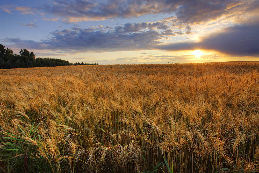 Sunset over field of ripe barley, Alberta