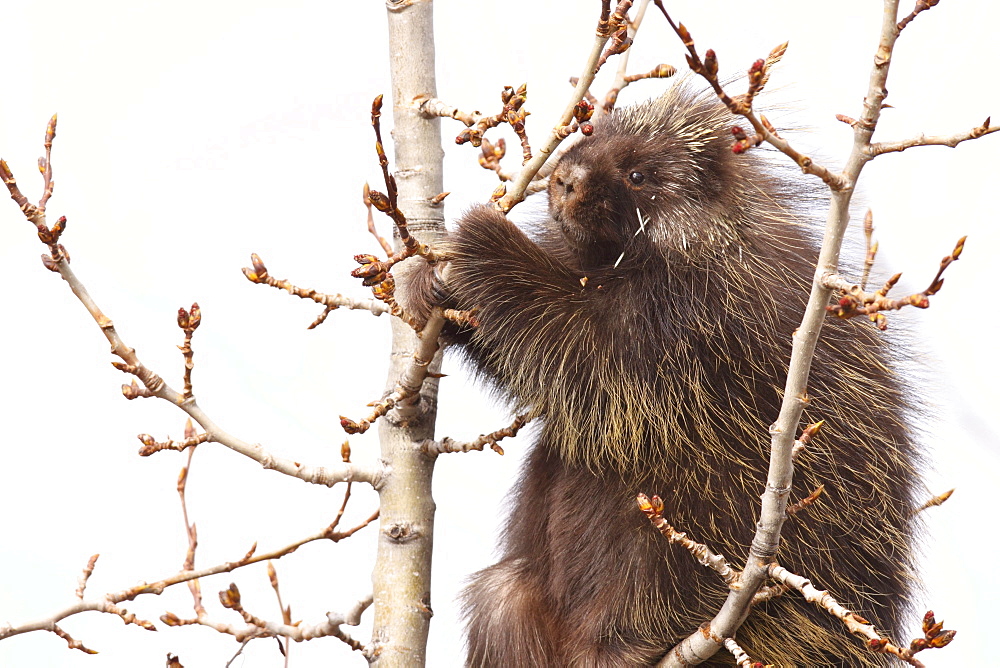 Porcupine up a tree eating buds, northern British Columbia