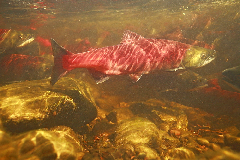 Sockeye salmon underwater on spawning migration, Fulton River Sockeye Salmon spawning enhancement facility, near Granisle, British Columbia