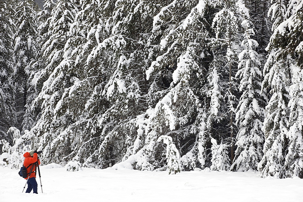 Photographer photographing snow-covered forest at Moose Meadows, Banff National Park, Alberta