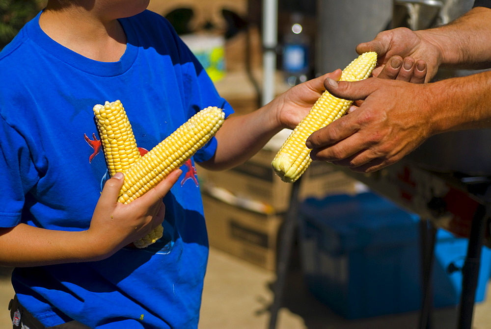 Boy Holding Fresh Corn, Lincoln Gardens, Lumsden, Saskatchewan