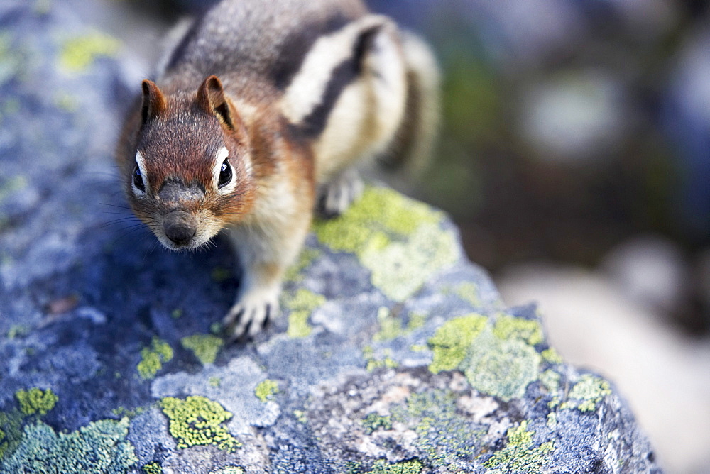 Golden-Mantled Ground Squirrel on Lichen Covered Boulder, Lake Agnes above Lake Louise, Banff National Park, Alberta