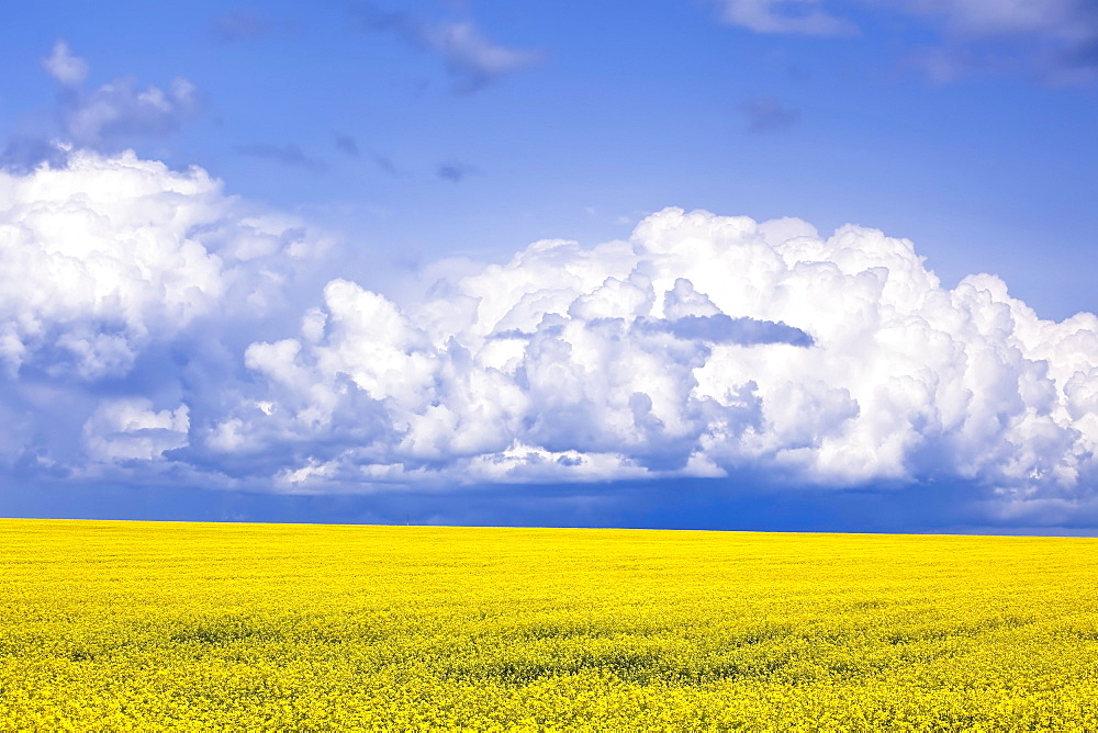 Canola field crop with Cumulonimbus thunderstorm cloud, Pembina Valley, Manitoba