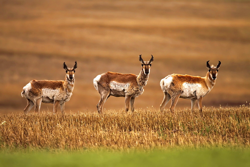 Pronghorn antelope in a cultivated farmers field, Saskatchewan