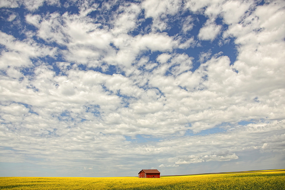 Old abandoned red barn in the midst of a canola field, rural Saskatchewan