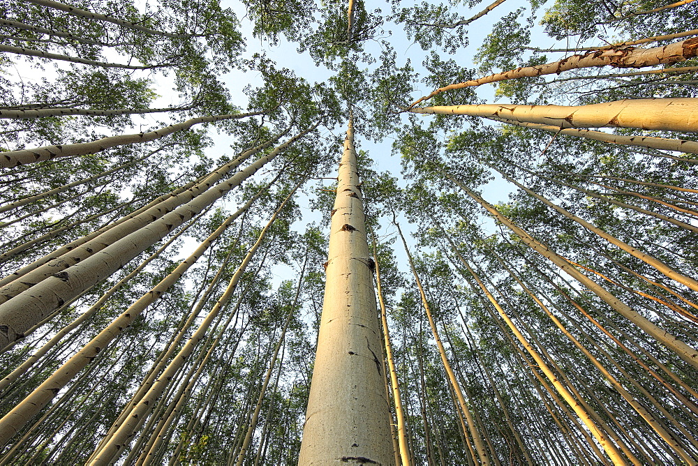 Looking up through Aspen trunks and leaves, Yukon