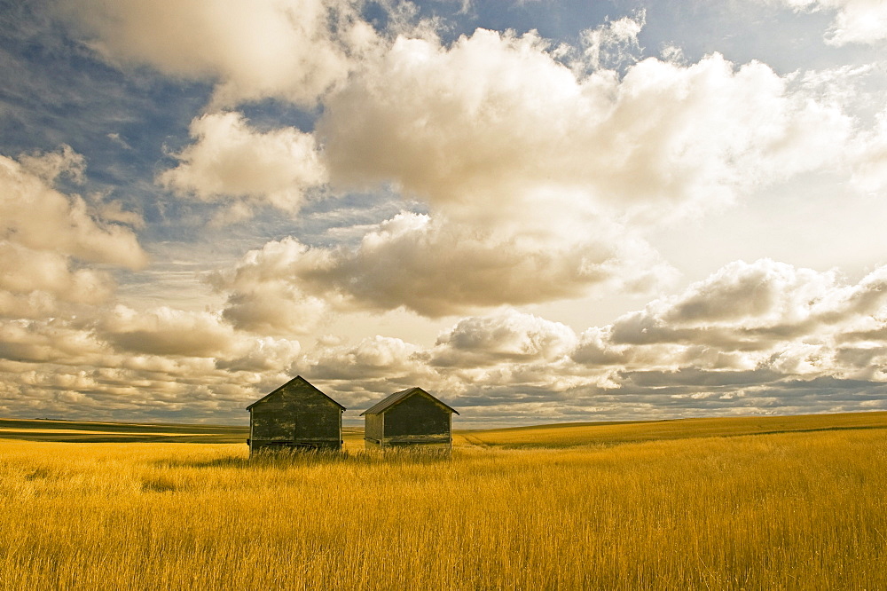 Artist's Choice: Abandoned grain bins with hail damaged wheat stubble near Ponteix, Saskatchewan