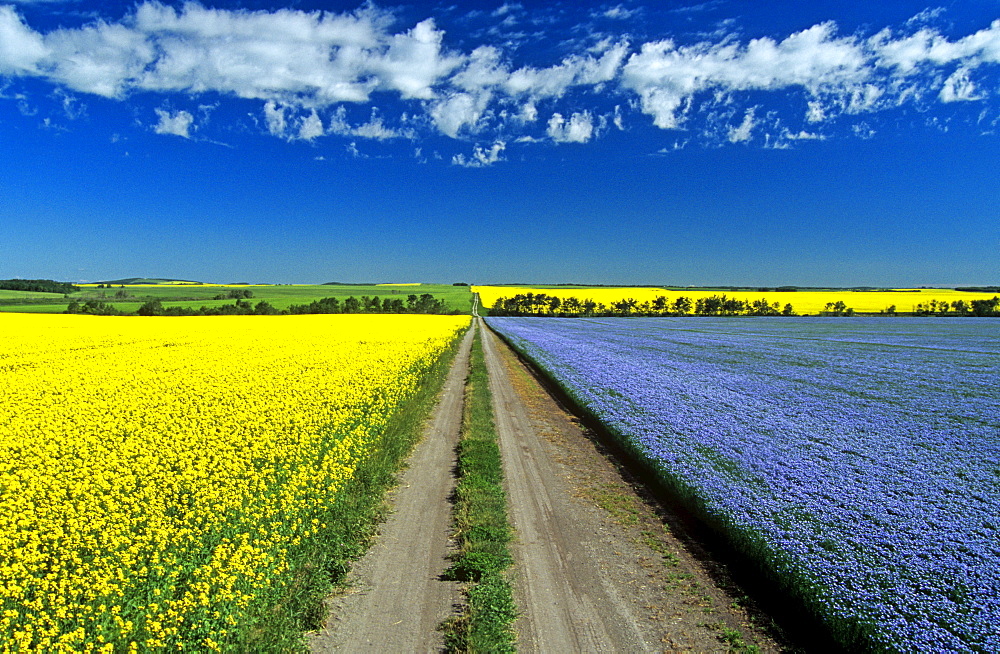 Road through flowering flax and canola fields, Tiger Hills near Somerset, Manitoba