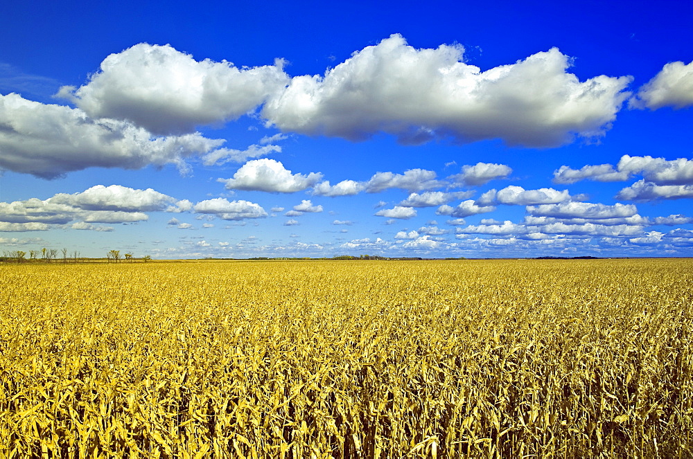 Field of feed/grain corn stretches to the horizon, a sky filled with cumulus clouds in the background, near Dufresne, Manitoba