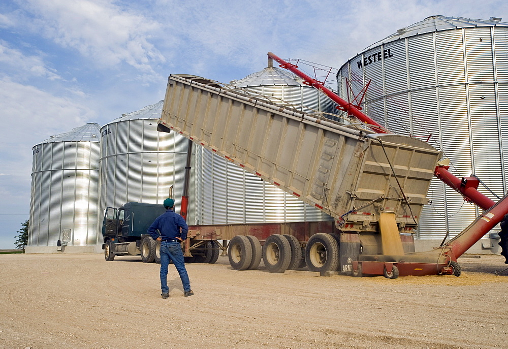 Man looks on as oats are augered into a grain storage bin, near Lorette, Manitoba