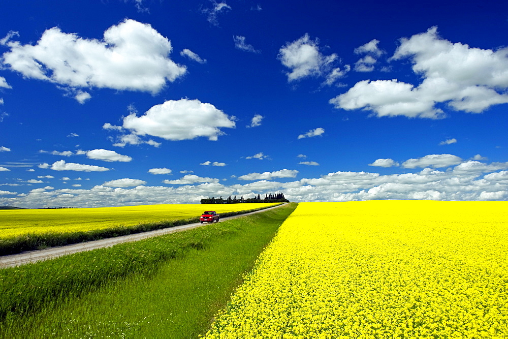 Truck on a country road with blooming canola fields, Tiger Hills, Manitoba