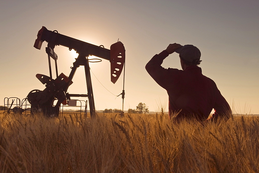 Man looks out over a harvest ready wheat field with an oil pumpjack in the background, near Sinclair, Manitoba