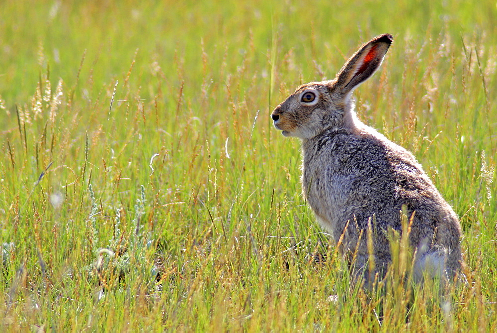 Jackrabbit in Grasslands National Park, Saskatchewan