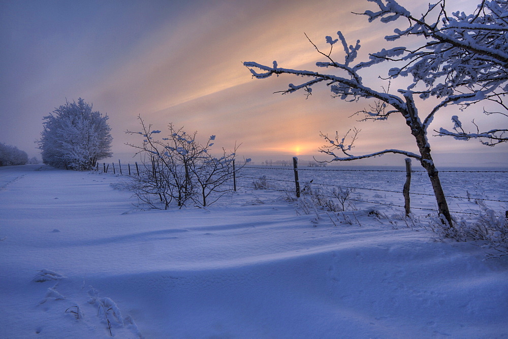 Hoar frost on trees along a snow drift covered road at sunset, rural Alberta