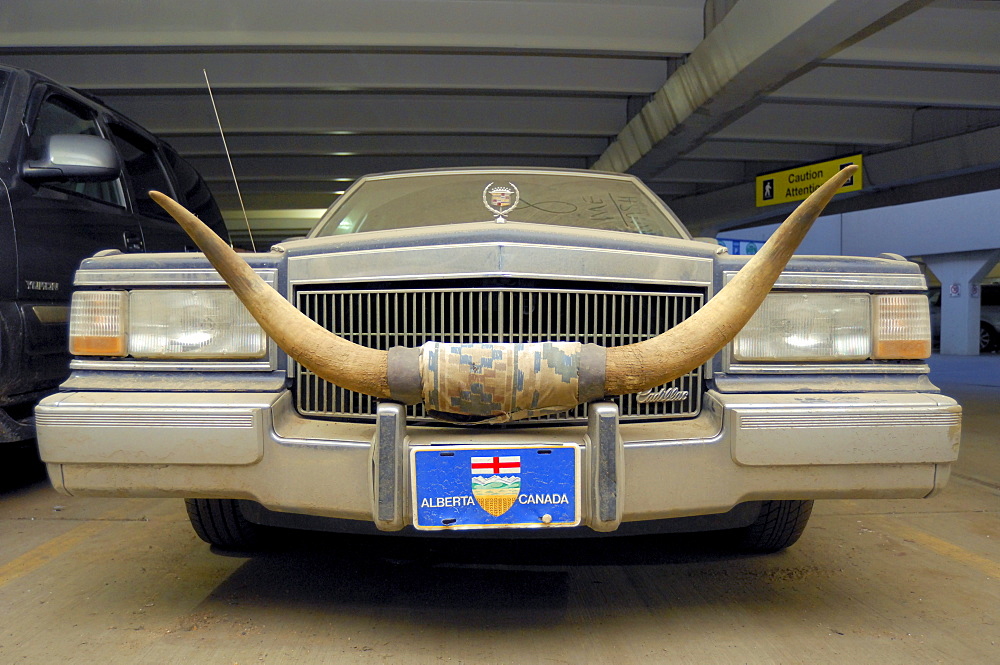 Dusty Car with Cattle Horns and Alberta License Plate, Edmonton, Alberta