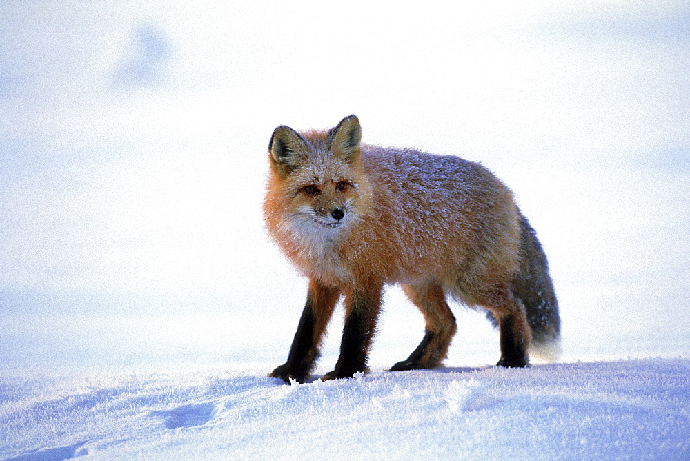 Red Fox covered in Frost along the Dempster Highway, Dawson City, Yukon