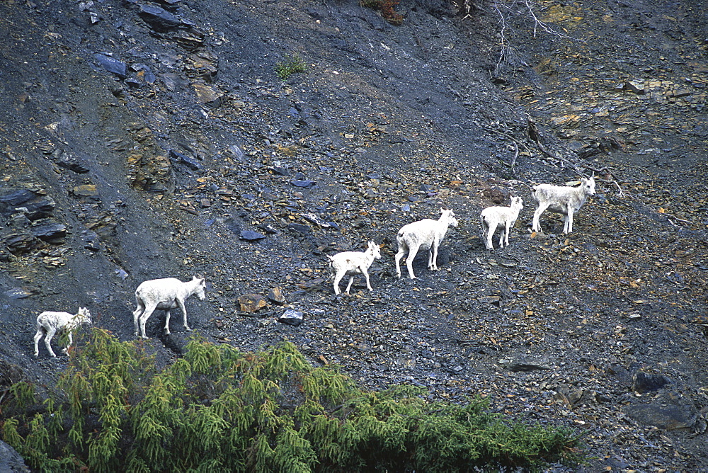 White Dall Sheep along the Snake River, Mayo, Yukon