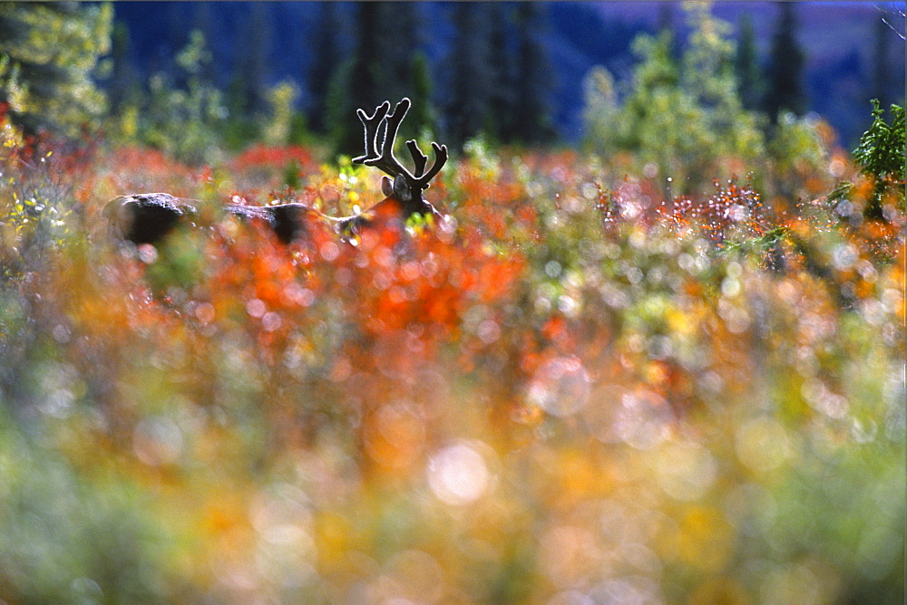 Woodland Caribou through Autumn Willows, Mayo, Yukon