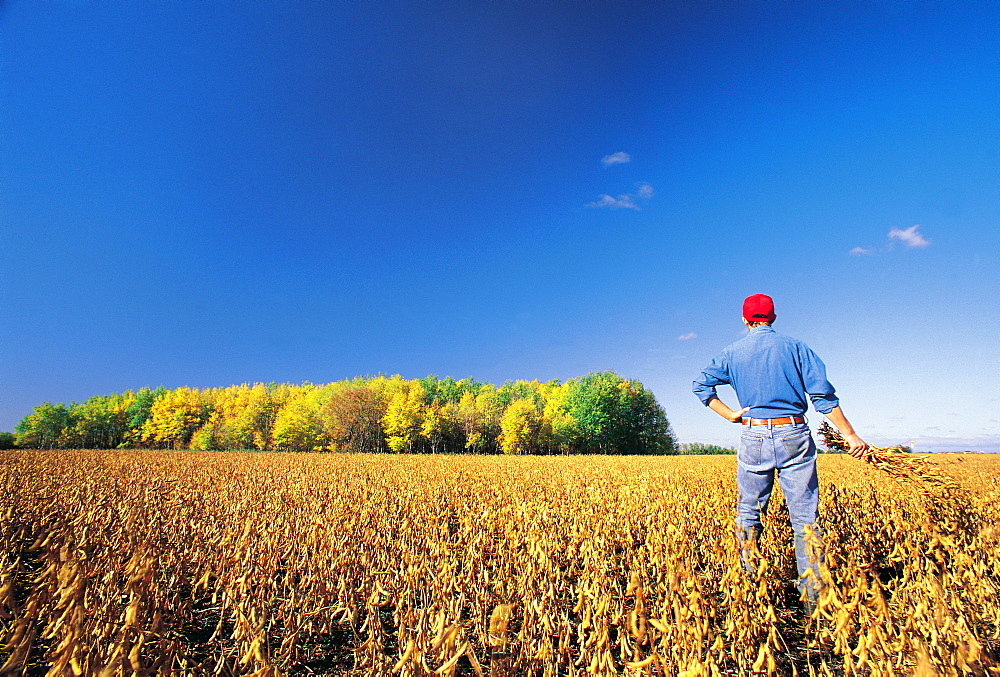 Farmer looks out over a Harvest ready soybean Crop, near Lorette, Manitoba