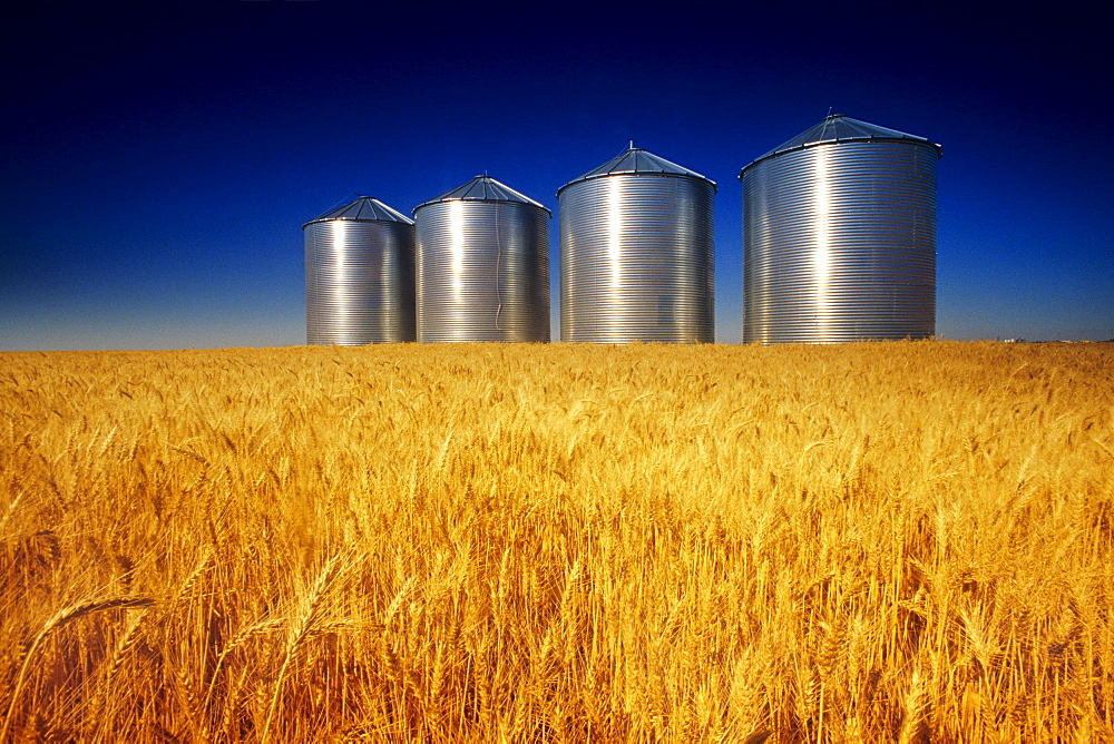 Mature Winter Wheat Field with Grain Bins in the background, near Carey, Manitoba