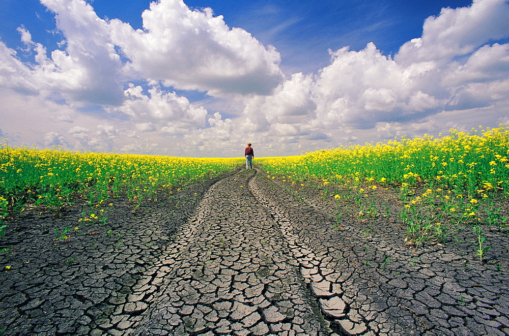 Man walking along Dried up Track with Canola Field on either side, near Winnipeg, Manitoba