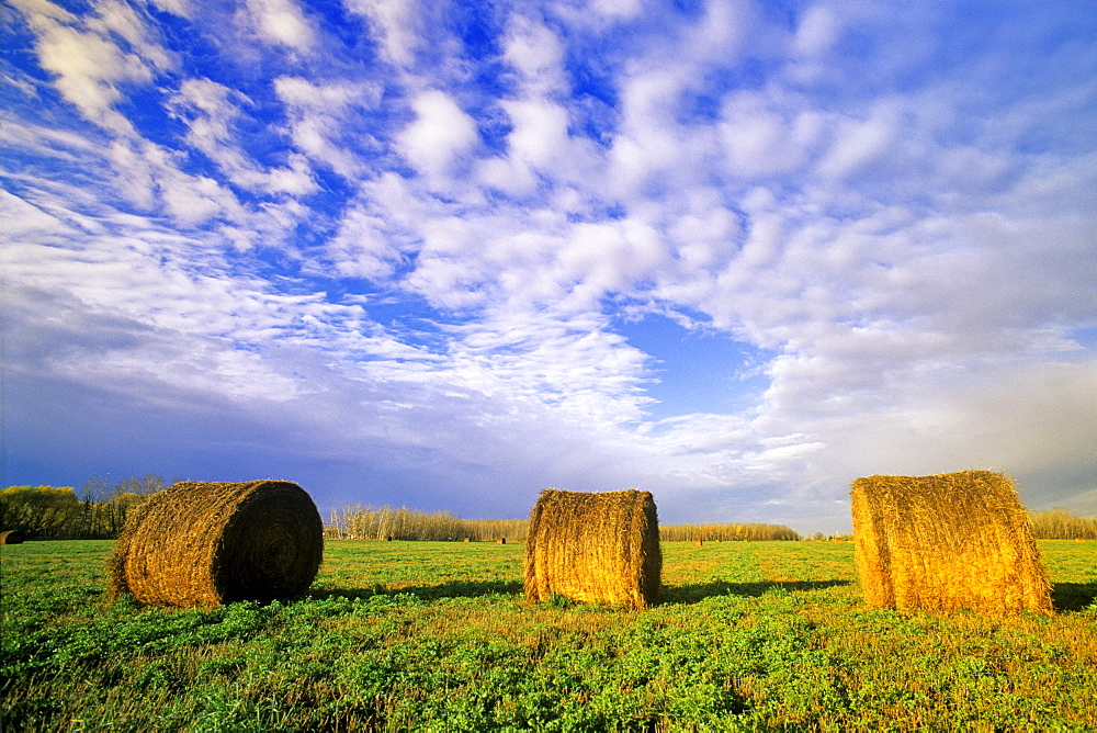 Alfalfa Rolls in a Field, near Winnipeg, Manitoba