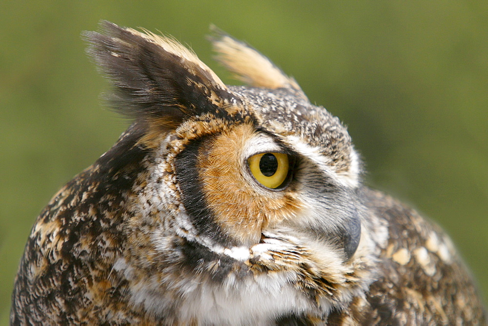 Great Horned Owl, Campbellville, Ontario