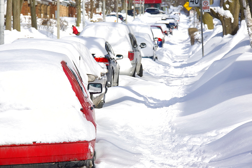 Snow Covering Cars after a Storm, Beaches, Toronto