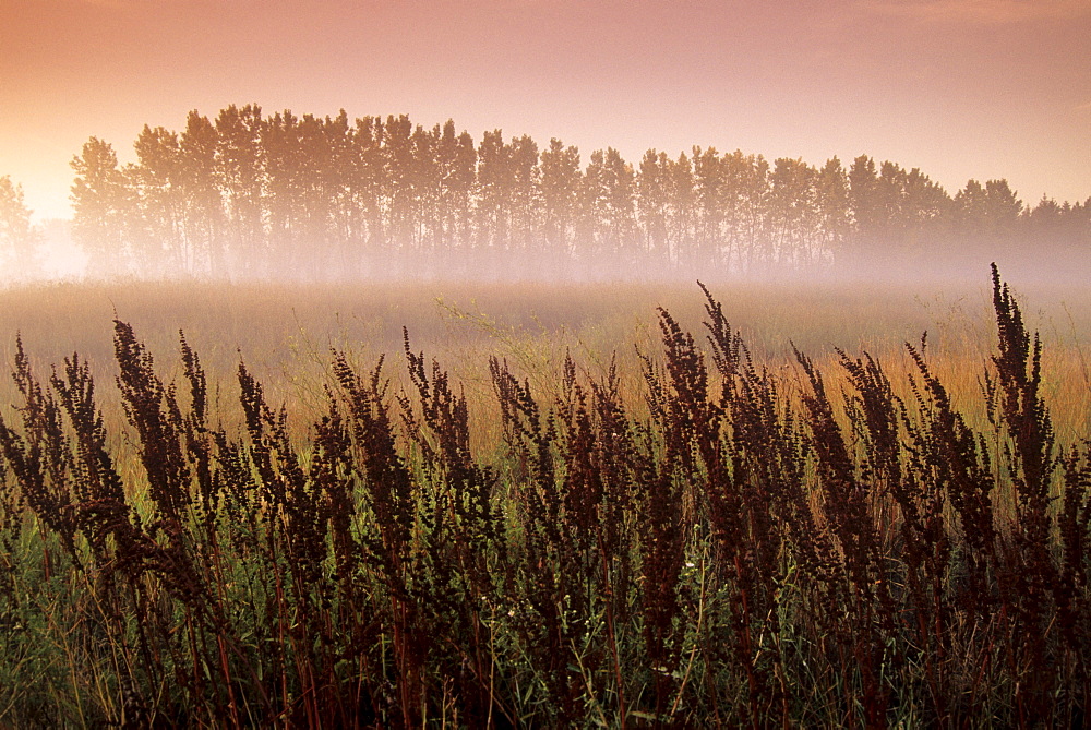 Common Dock (weed) with Aspen Trees in Fog, near St. Adolphe, Manitoba