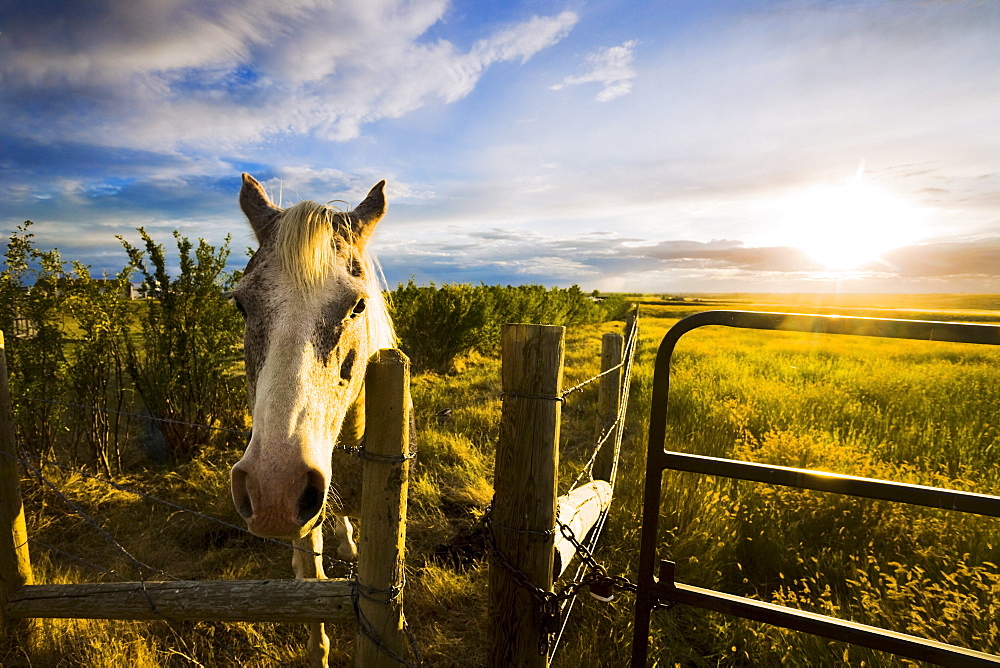 Horse at sunset near Moose Jaw, Saskatchewan