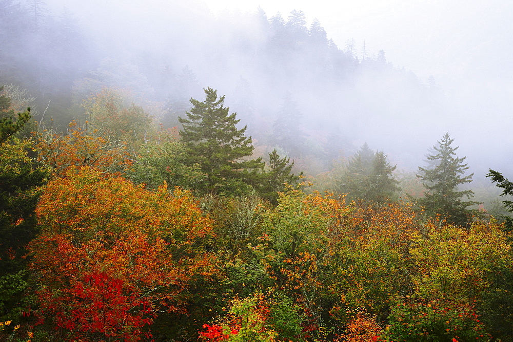 Mist over colourful trees, Great Smoky Mountains National Park, North Carolina