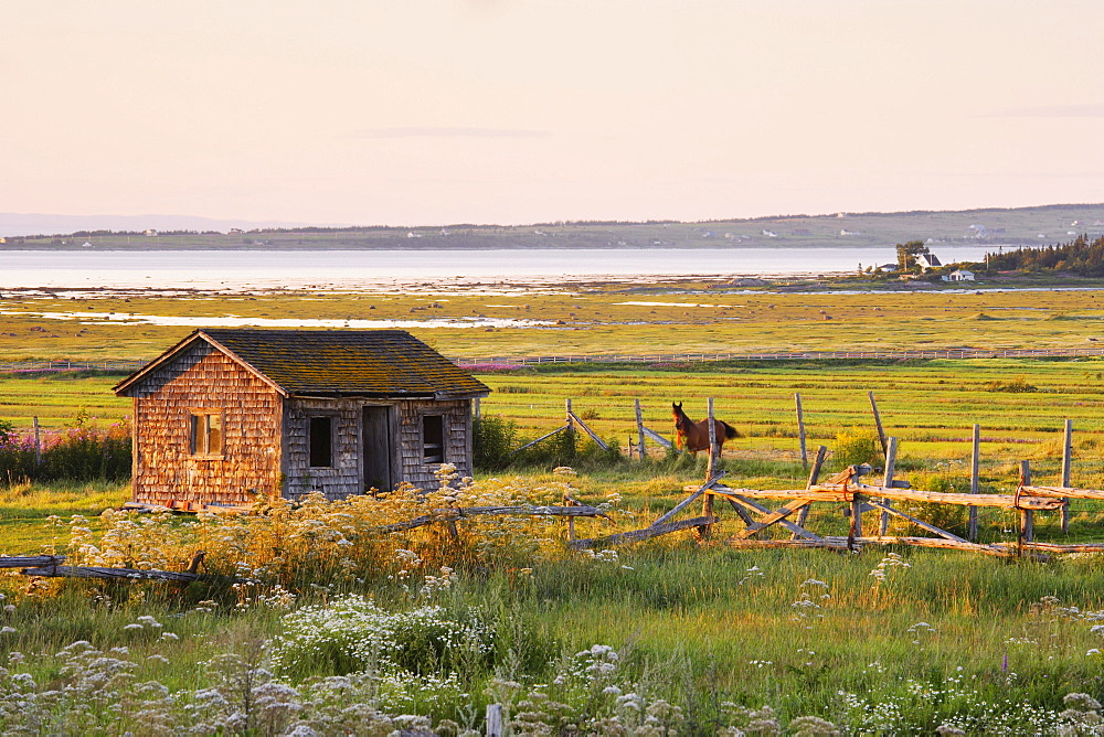 Shed and Horse with St. Lawrence River and Ile Verte in the background, Bas-Saint-Laurent Region, Cacouna, Quebec