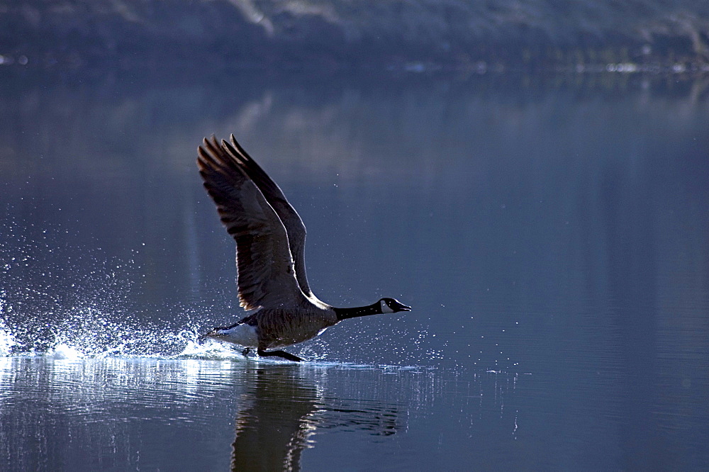 Canada Goose in Flight, Maiden Lake, Fernie, British Columbia