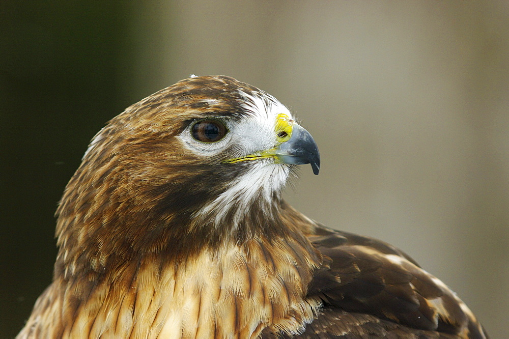 Red-tailed hawk in Ecomuseum Zoo, Ste-Anne-de-Bellevue, Quebec, Canada