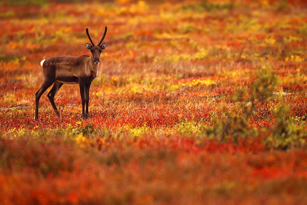 Young caribou in the fall colours, Dempster Highway, Yukon