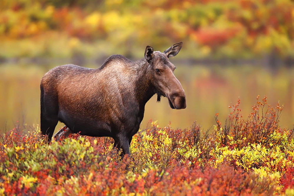 Adult female moose in the autumn colours, Dempster Highway, Yukon